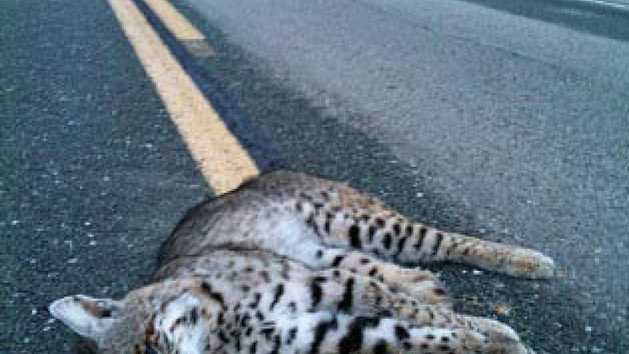 Photo: bobcat laying on highway