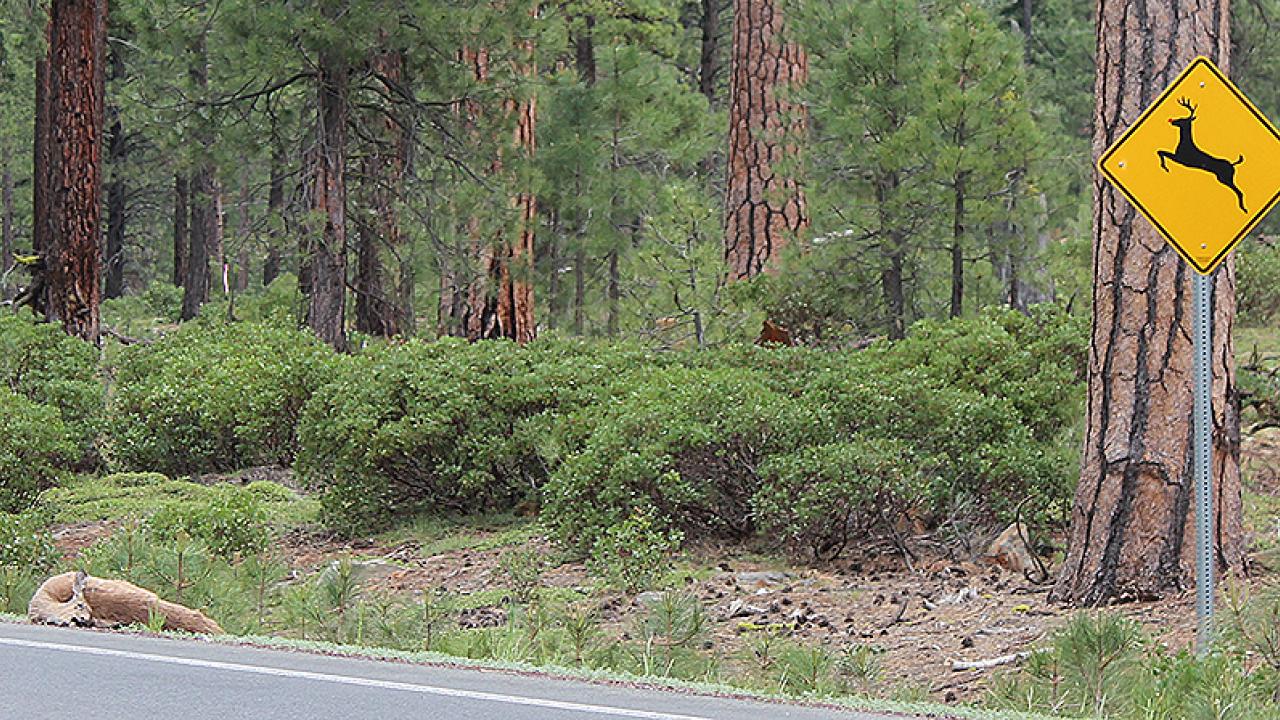 Roadkill Hot Spots on California’s Highways Identified in Report UC Davis