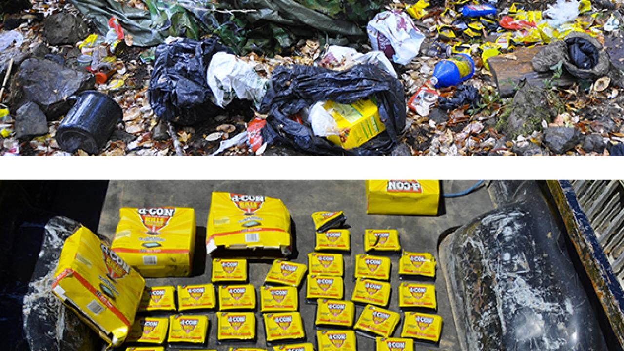 Photos: Researcher in the forst, amid trash; and rodenticide containers