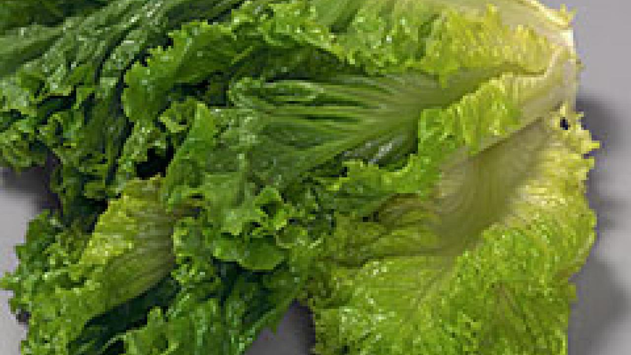 Photo: romaine lettuce