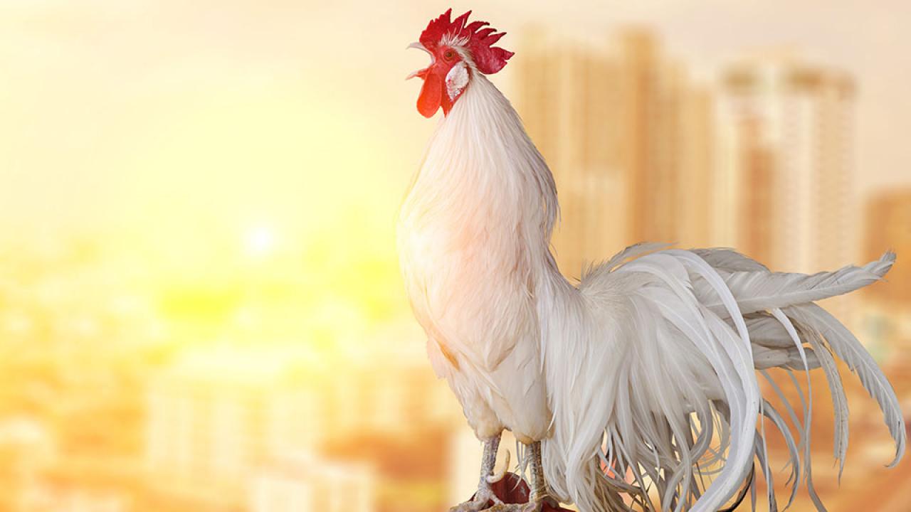 A chicken crows with the sunrise and a cityscape in the background