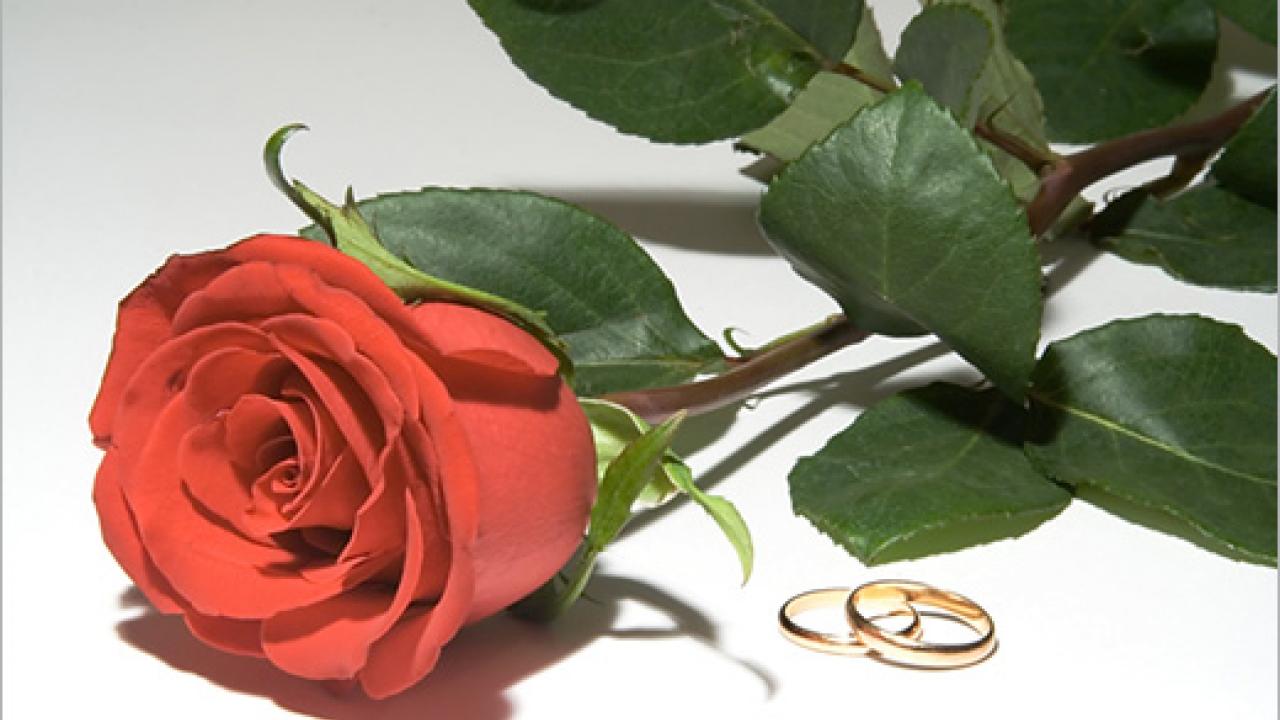 A rose with two wedding rings