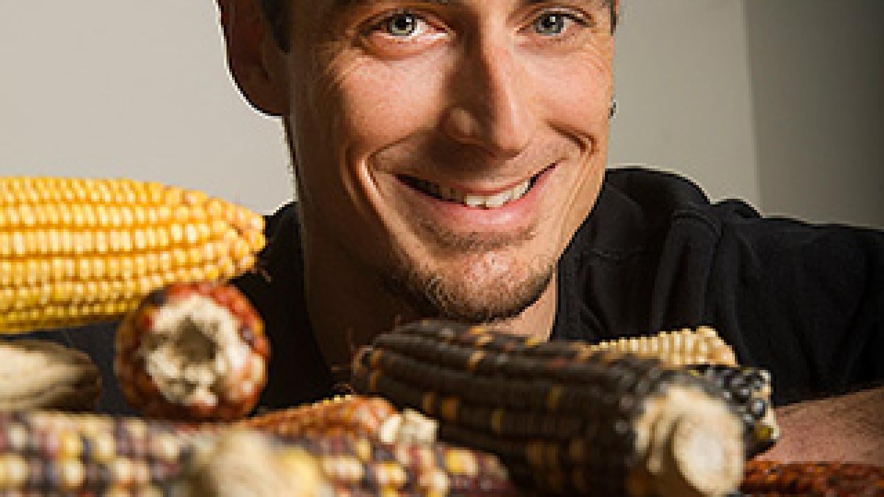 Man with a number of colored corn ears in front of him