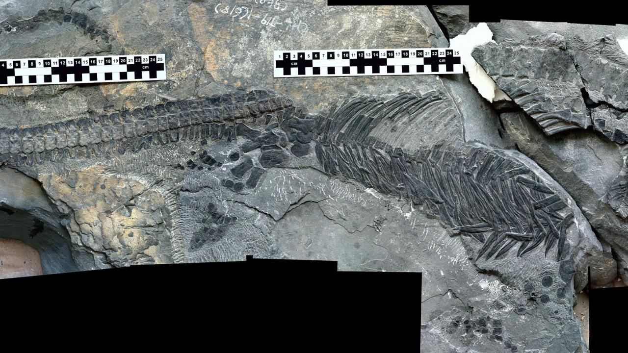 Fossil of marine reptile