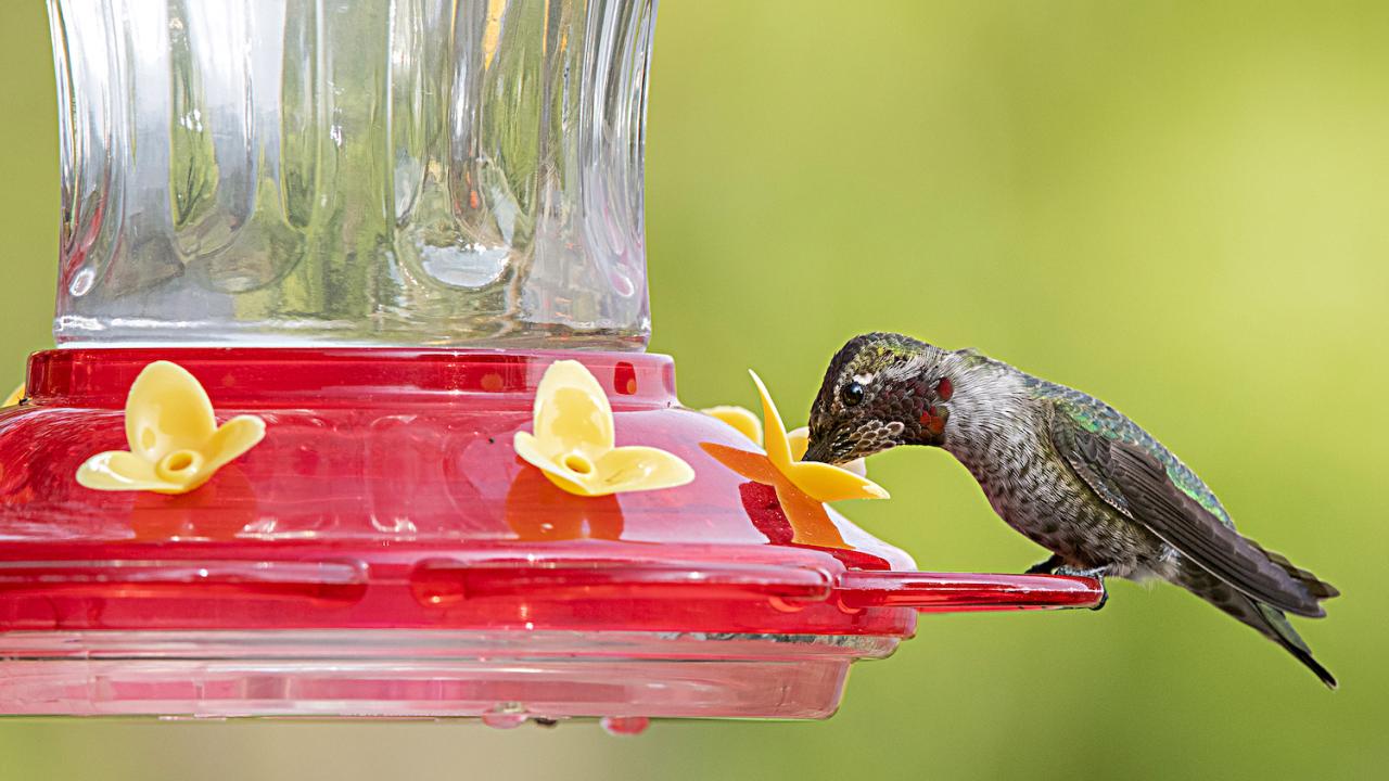 Hummingbird at hummingbird feeder 