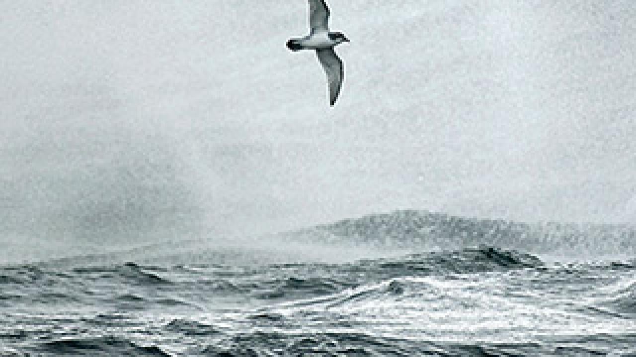 Bird flying above a stormy sea