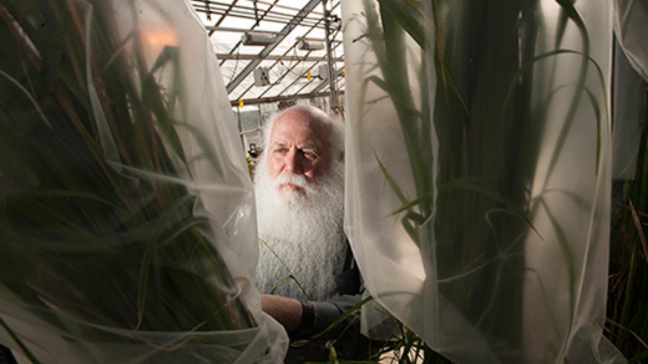 Man with a very long white beard in a green house behind plastic-wrapped plants