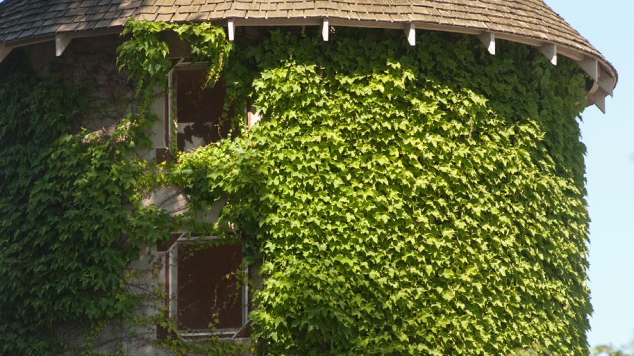 The Silo, covered in ivy