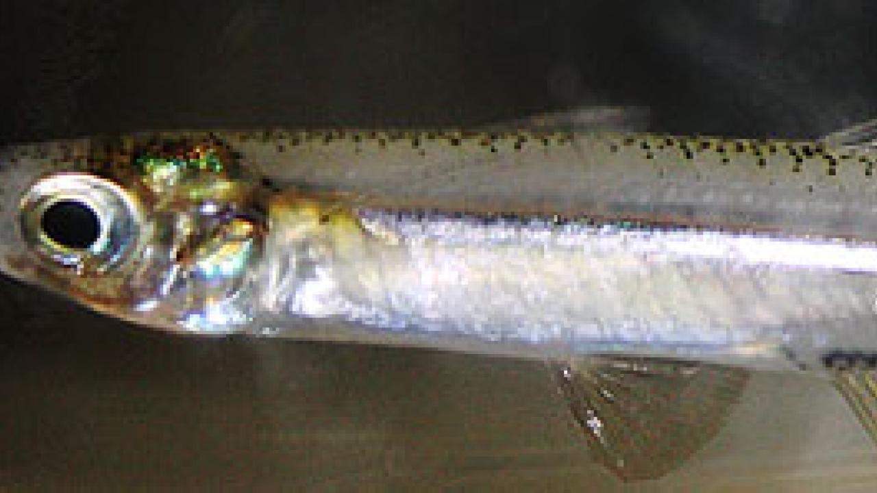 Partial view of a long slender fish called a Mississippi silversides
