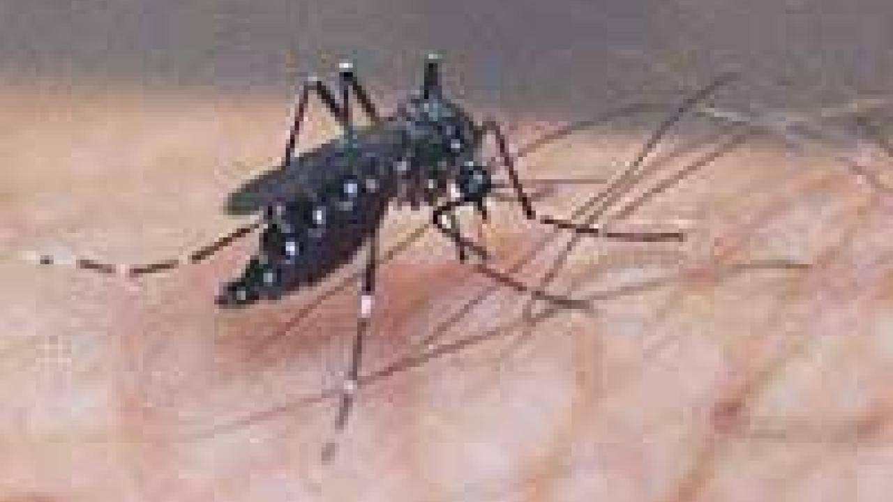 Close-up photo of mosquito on a hand.