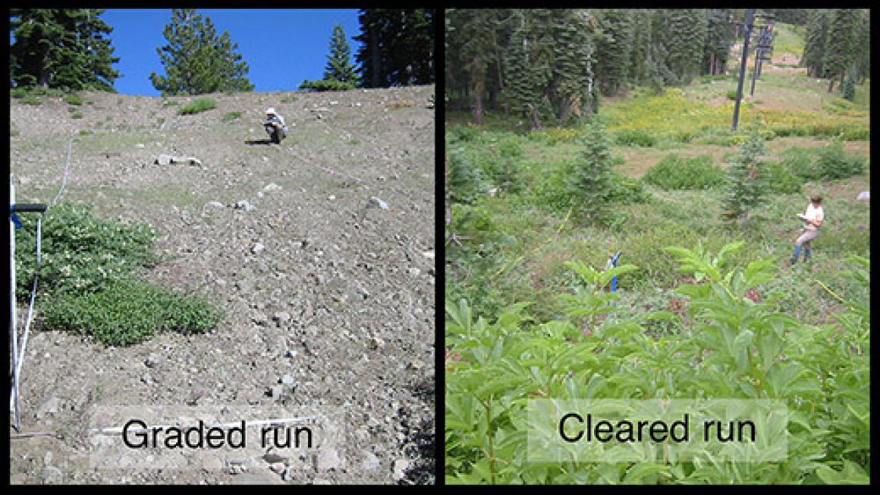 Two photos: on left is a graveled barren hillside and the one on the right shows trees and ferns and other Sierra vegetation
