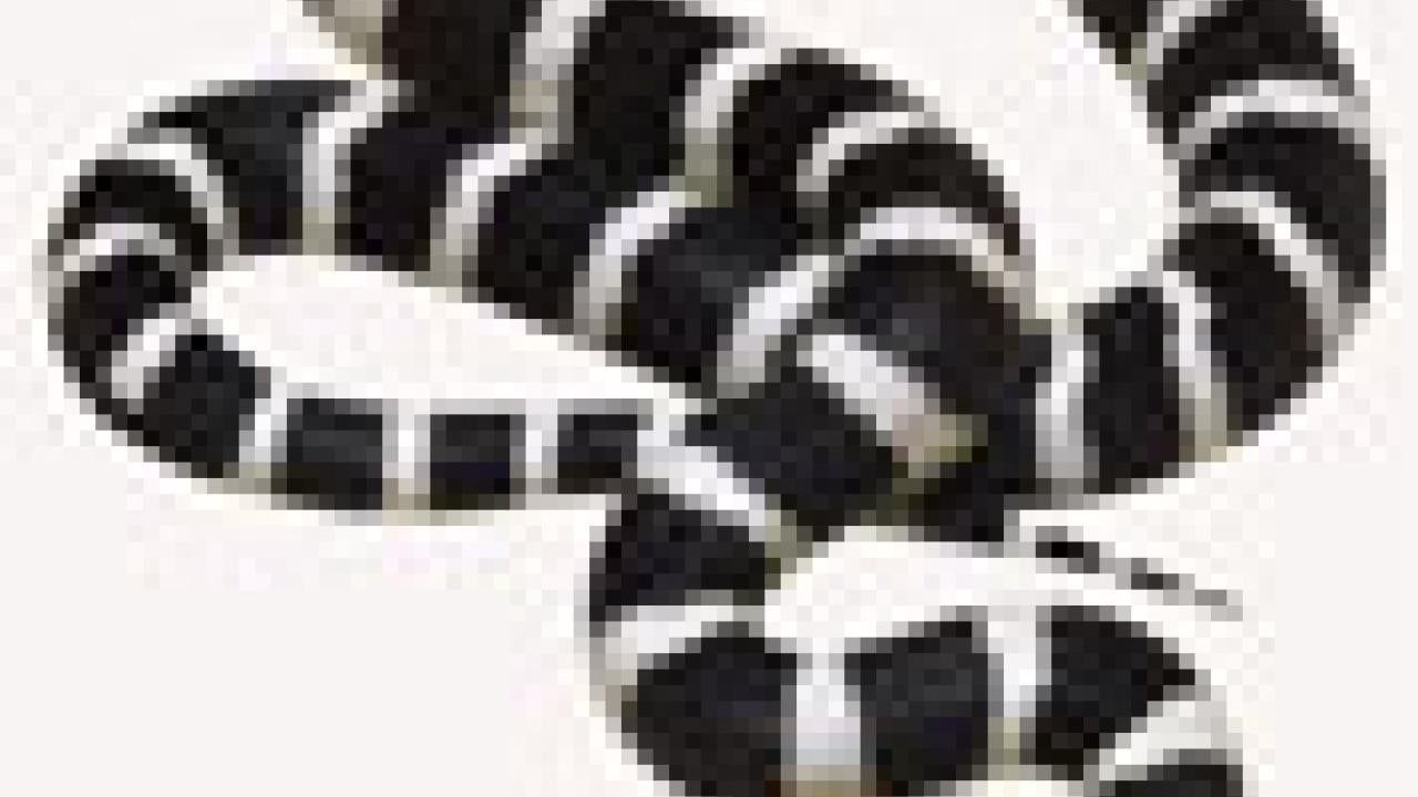 photo: black and white snake