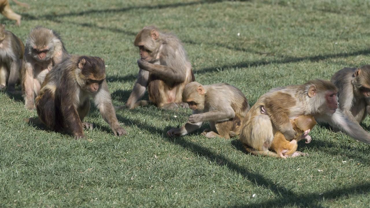Monkeys outdoors