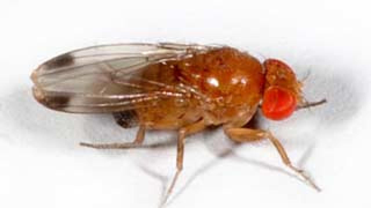 Photo: close-up of the spotted wing drosophila fly