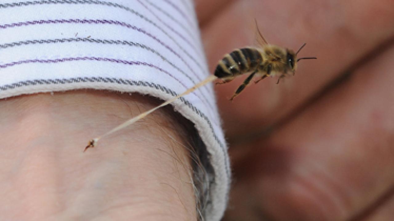 Photo: Kathy Keatley Garvey's award-winning image of a honeybee fleeing the scene of the bite.