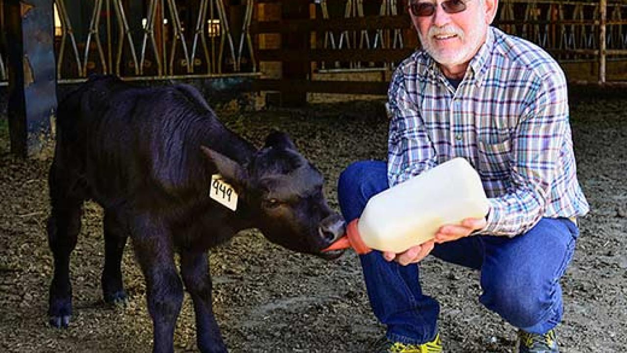 Jeff Stott feeds a calf with a big milk bottle