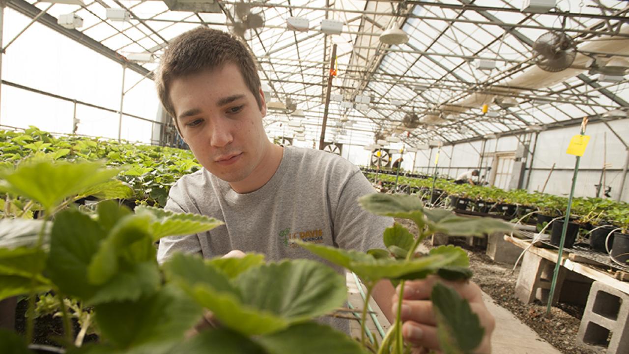 Male student examines large-leafed strawberry plants in a campus greenhouse