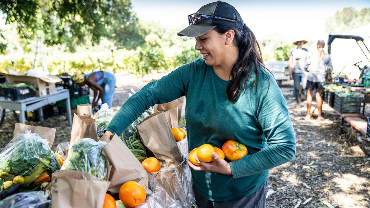 Woman packs fruit at the Student Farm.