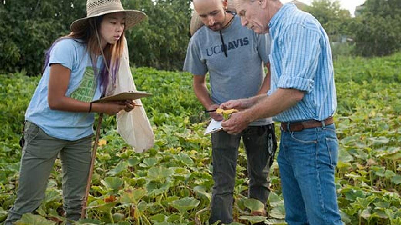 Older man on right showing a leave to a woman and a man, all standing in a field of produce.