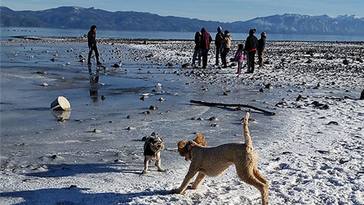 A winter Tahoe beach with snow with two dogs playing and people int he background near the water