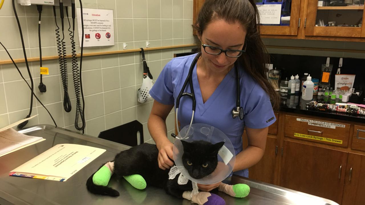 Vet student tends to injured cat.