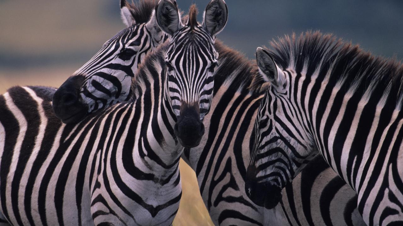 Three zebras huddled together