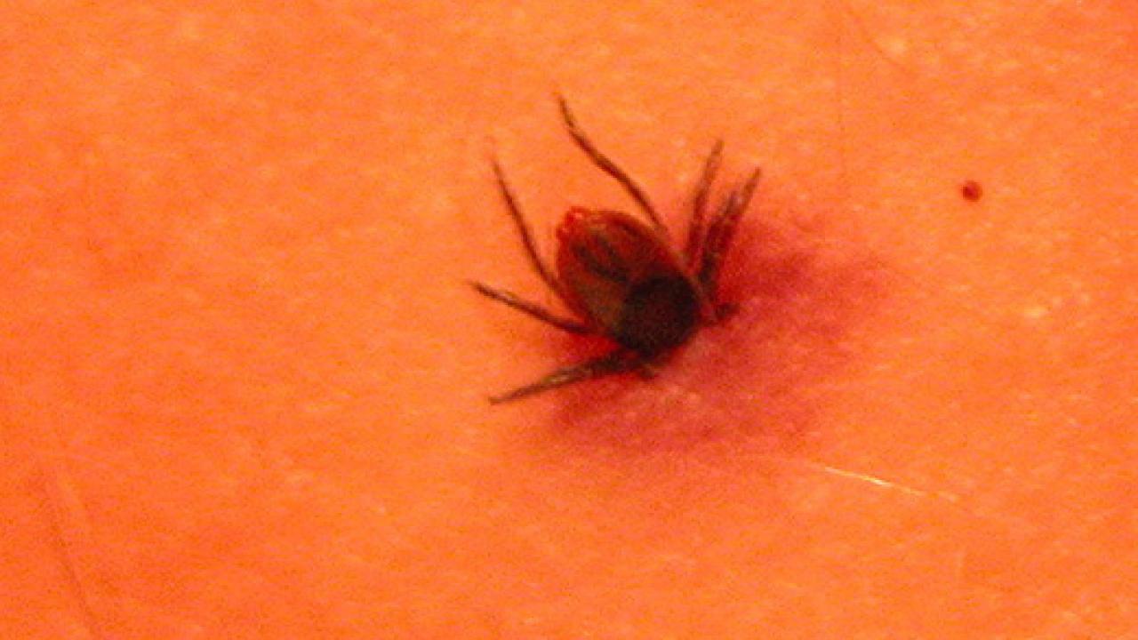 Photo: tick burrowing into human skin