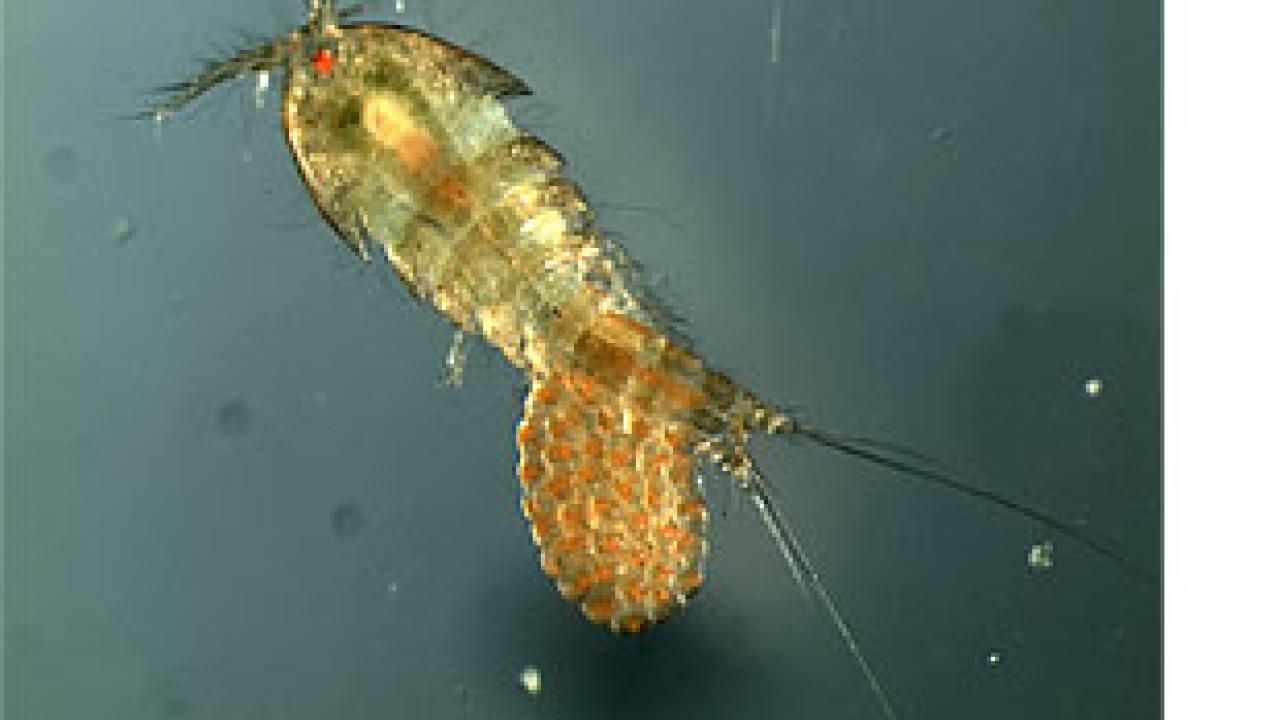 Photo: little sea creature with antennae 