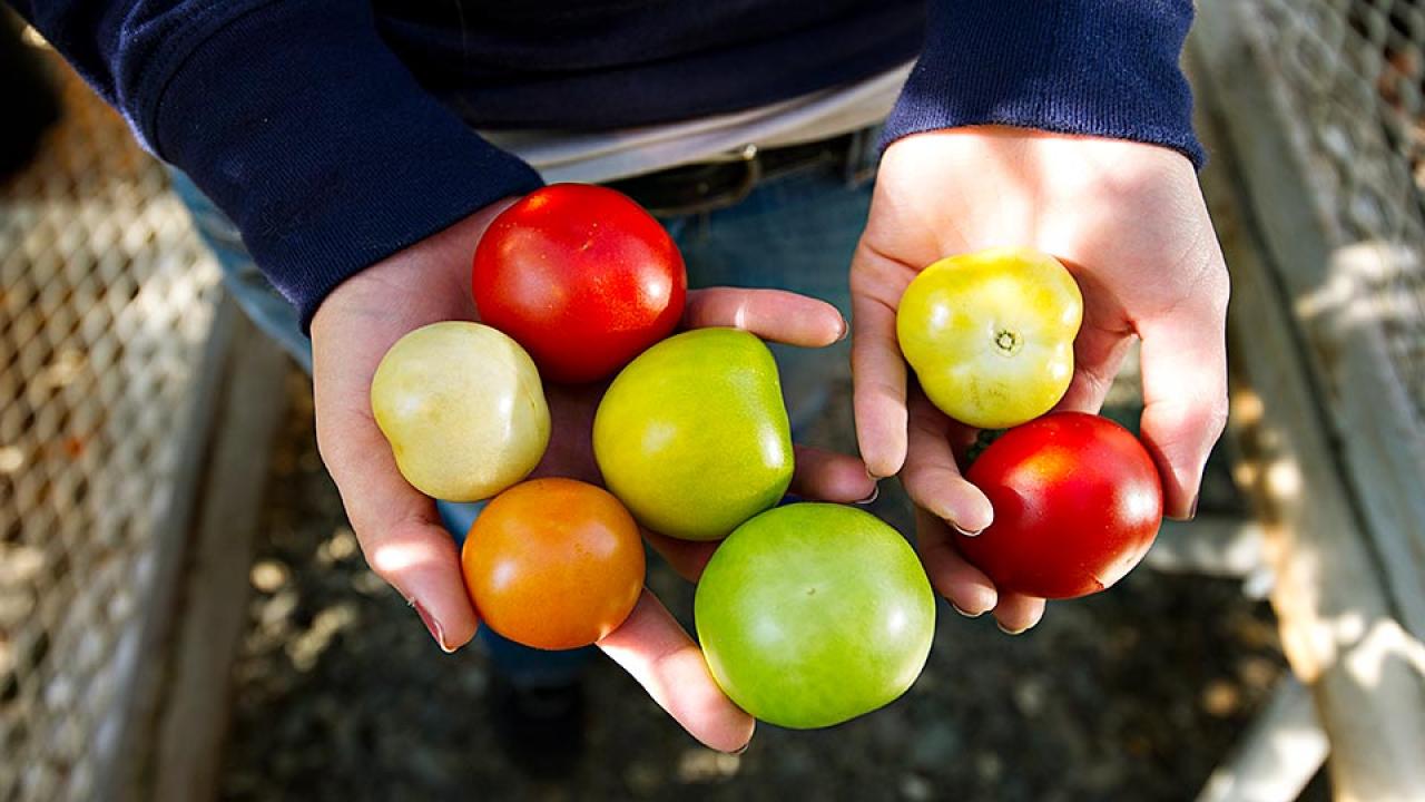 Different colored tomatoes are held in two hands
