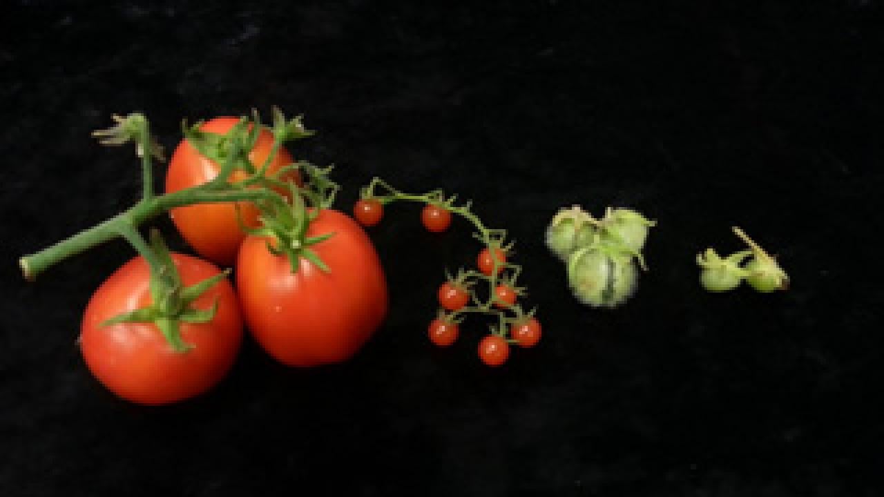 Comparing genomes, RNA of wild and domestic tomato
