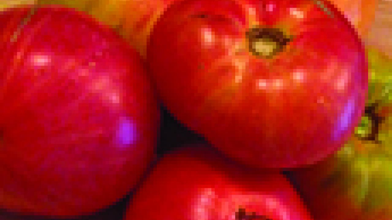 Photo: Tomatoes, from World Food Center seed packet