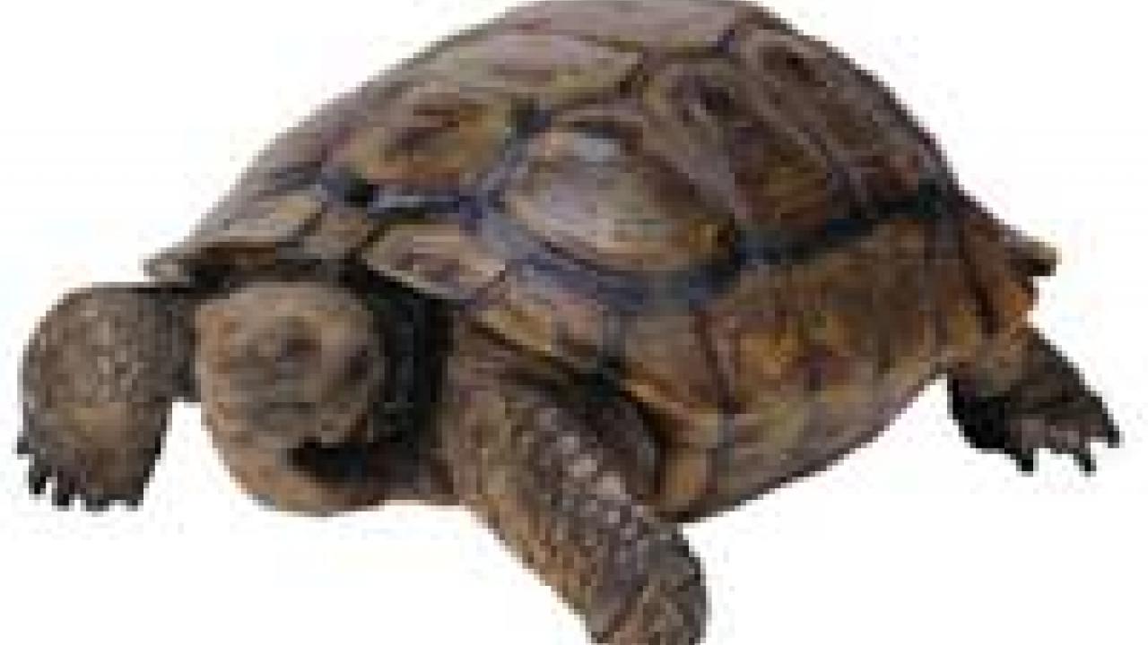 Photo: tortoise