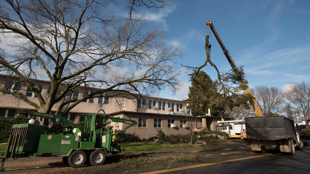 A tree is lifted off Haring Hall.