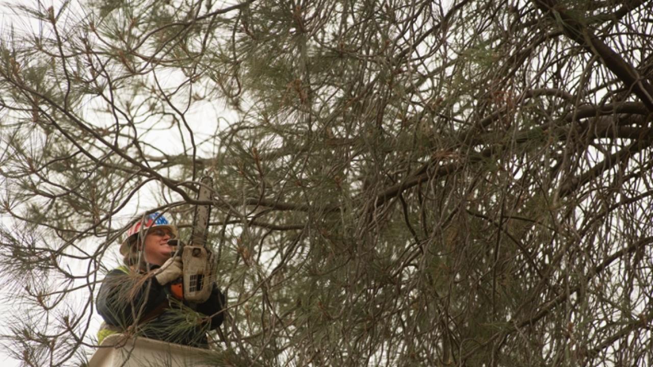 Worker trimming tree with a chainsaw.