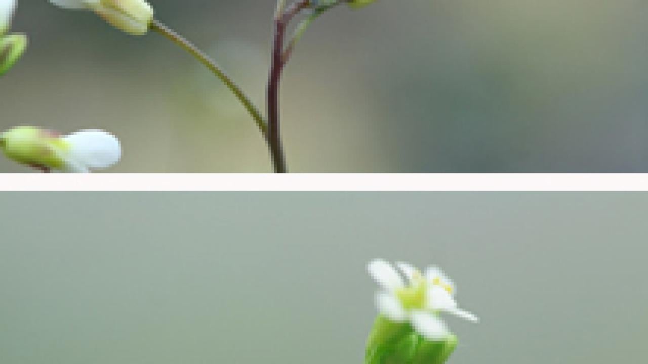 Two photos of flowers
