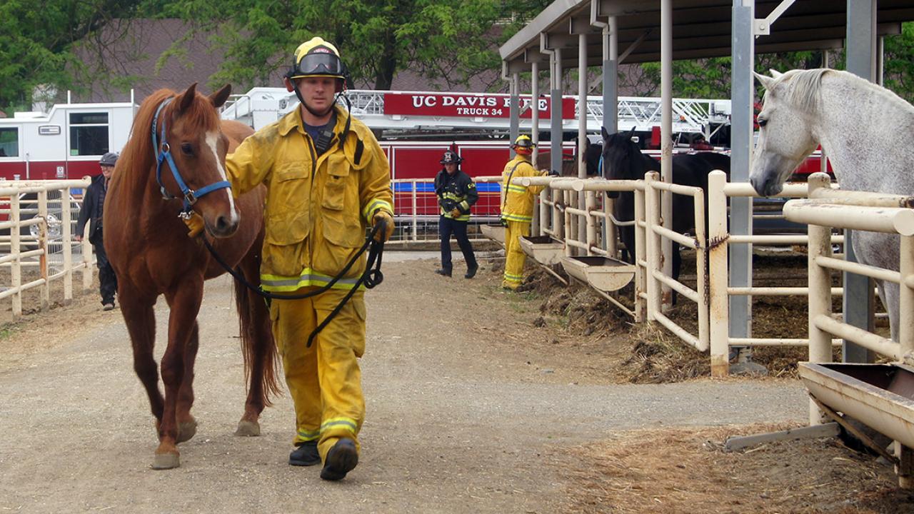 Firefighter with horse.