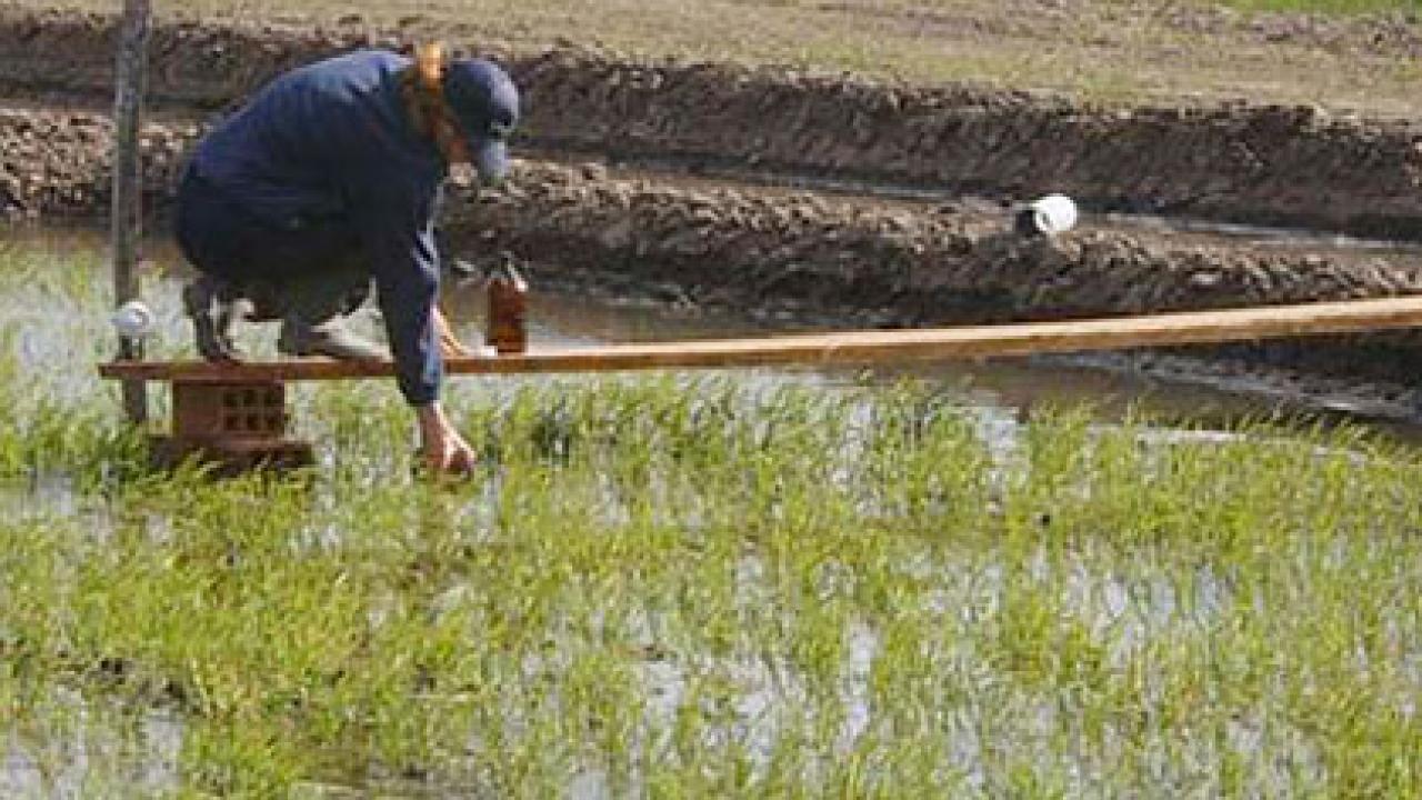 Photo: Man reaching into rice paddy
