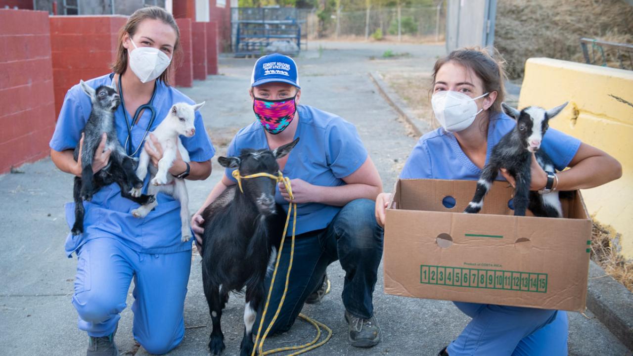 Veterinary students in blue scrubs tend to a collection of goats.