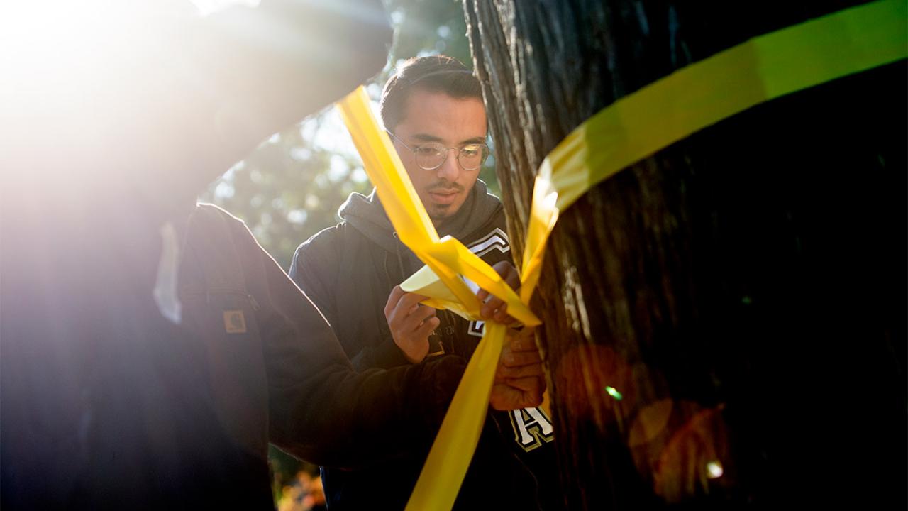 Student ties yellow ribbon around tree.