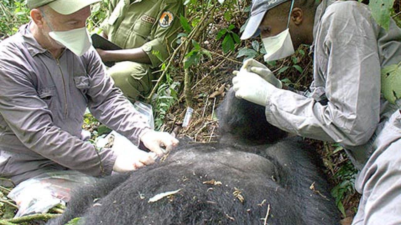 Two men in masks (with another in the background) treating a gorilla on its back