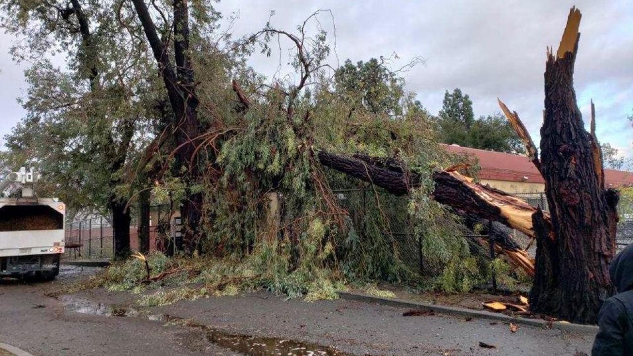 A tree that fell onto the large animal clinic stables.
