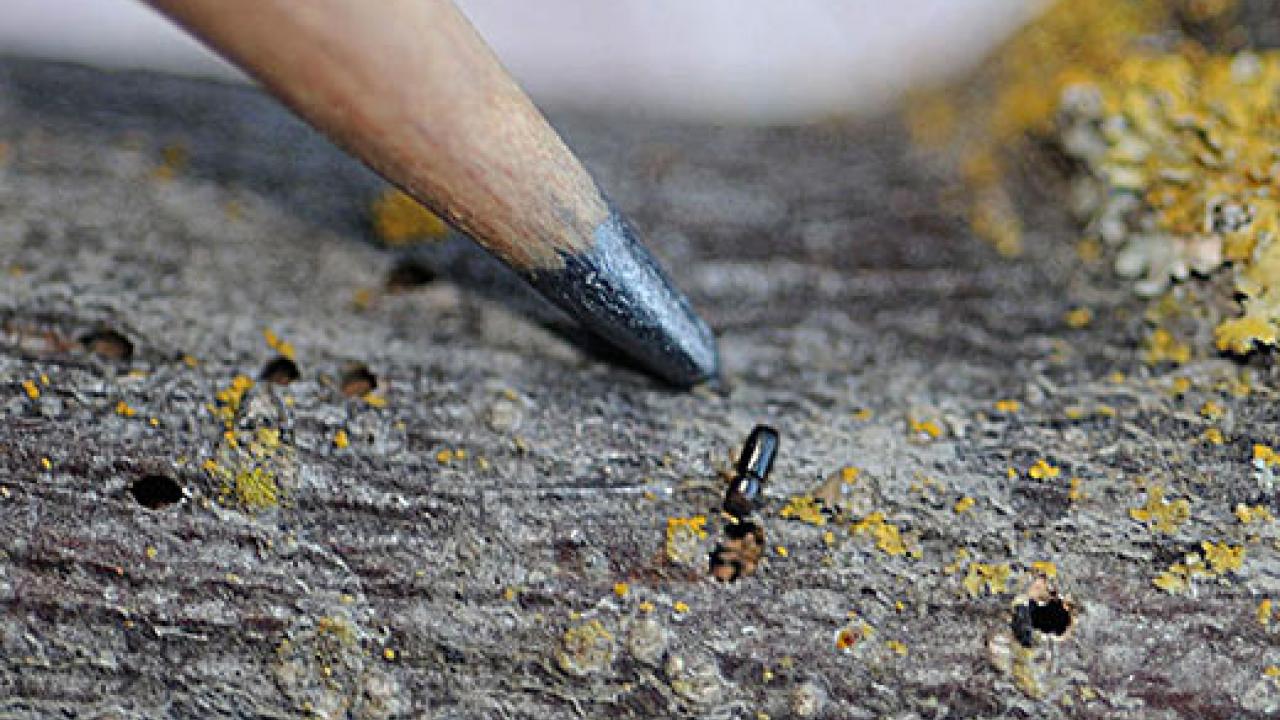 Pencil next to a tiny beetle emphasizing the size of the beetle
