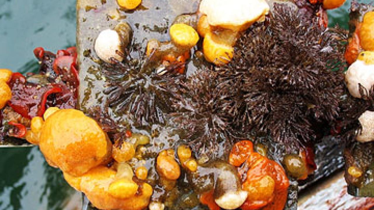 Photo: Sea animals on display