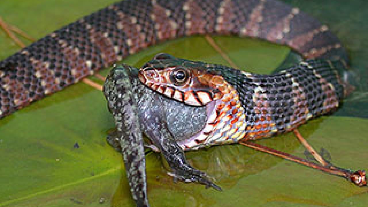 Snake swallowing a salamander