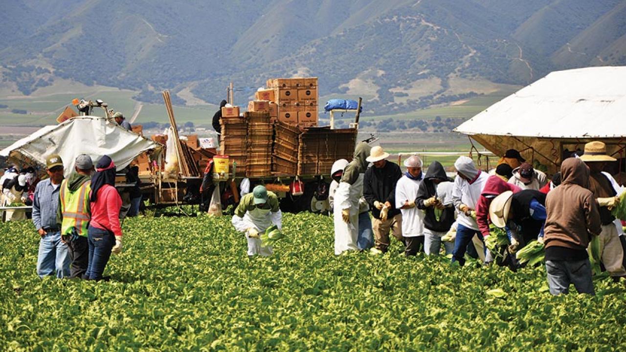 Farm workers in lettuce field with truck stacked with harvesting boxes