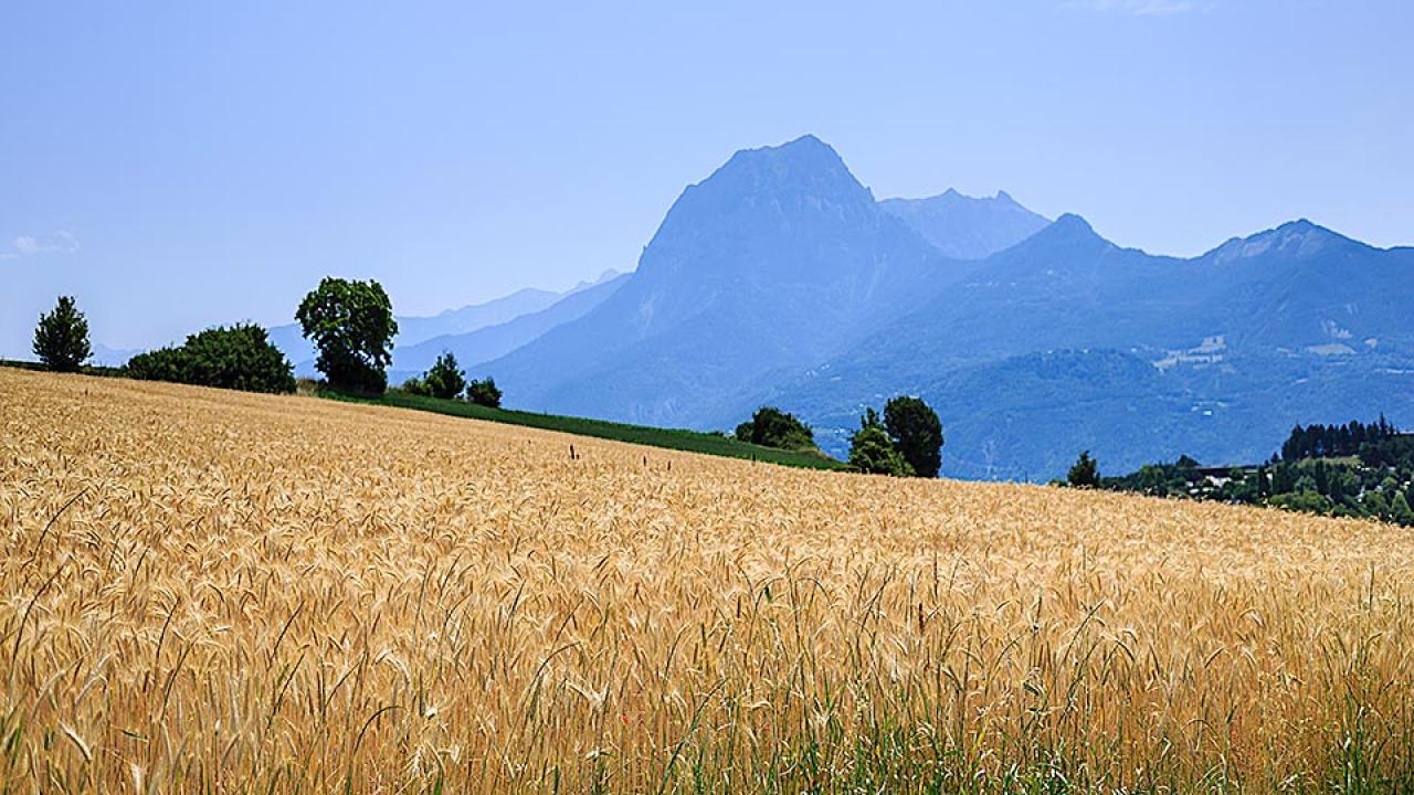 Ripe wheat field with mountain and village in the background