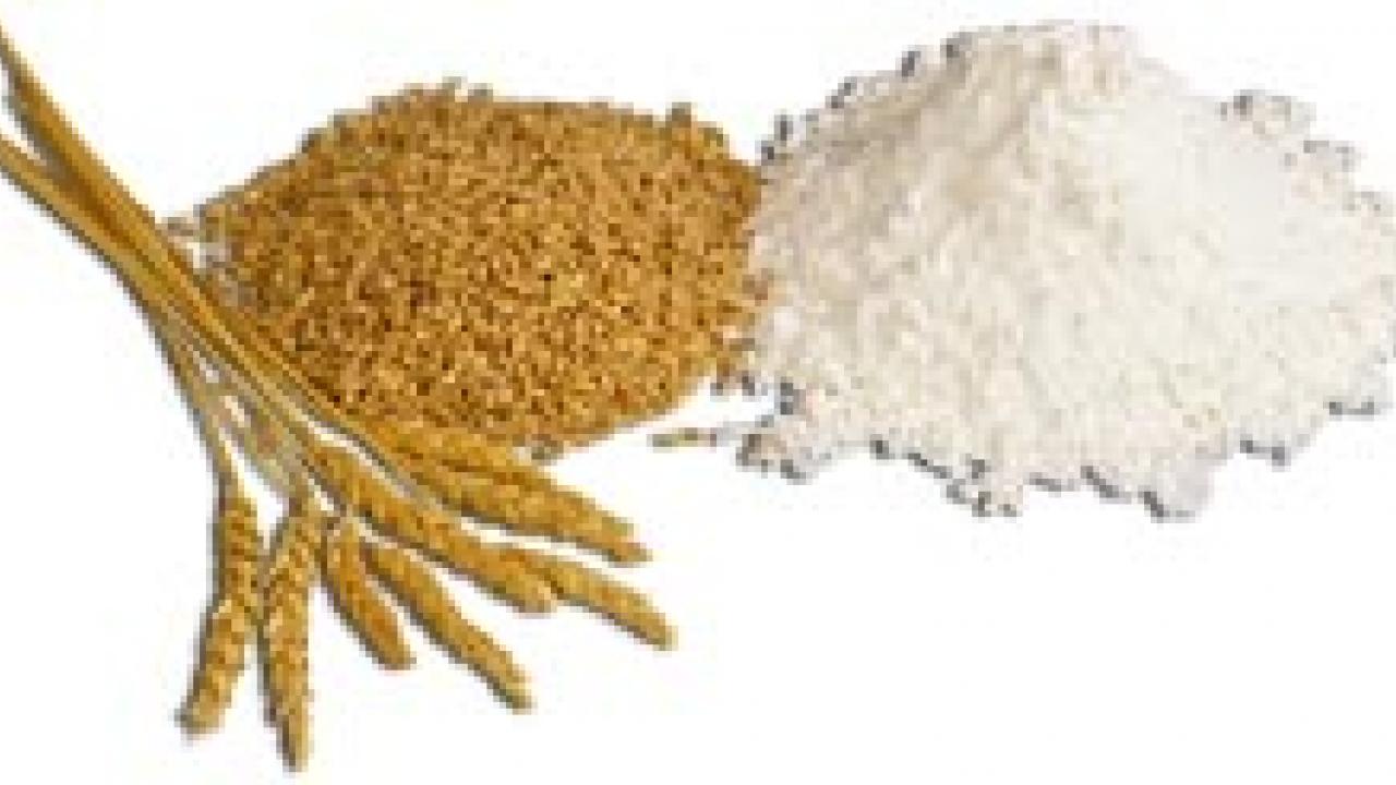 Photo: wheat grains and wheat flour