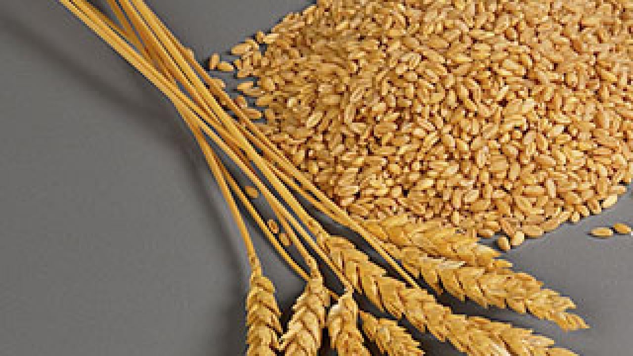 Photo: wheat stalks and grain