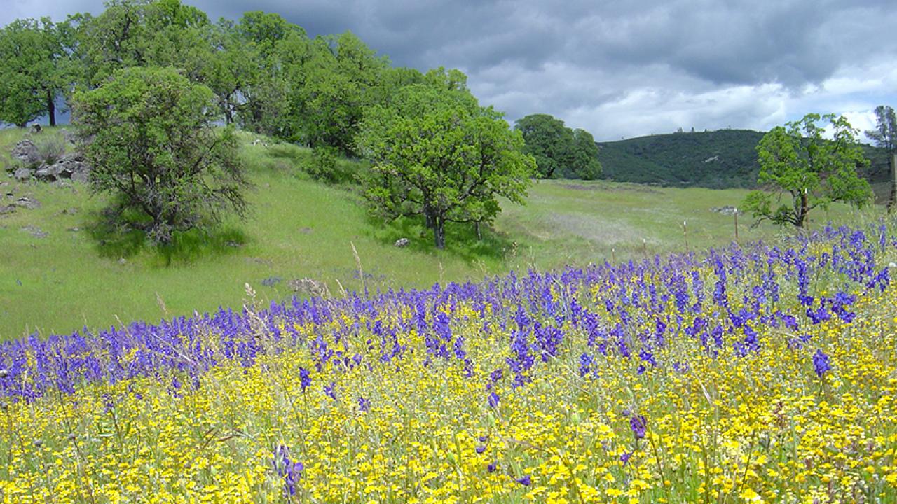 Photo: Purple and yellow wildflowers at McLaughlin Reserve