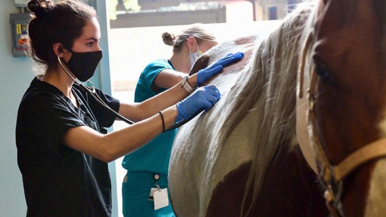 Woman uses stethoscope to listen to horse.